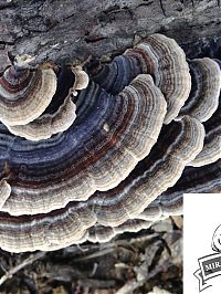 turkeytail_mushroom.jpg